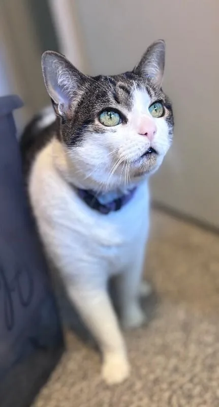 An adult medium-sized female White Domestic Short Hair cat named Daisy for adoption in Fruit Heights, UT