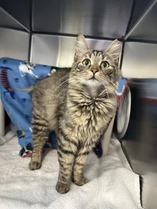 An adult small-sized female Domestic Long Hair cat named Kitkat for adoption in Scotia, NY