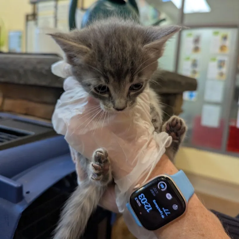 A baby small-sized female Smoke Domestic Medium Hair cat named Typhoon for adoption in Lynchburg, VA