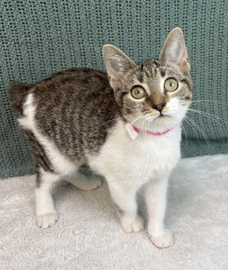 A baby medium-sized female Domestic Short Hair cat named Ladybug for adoption in Wetumpka, AL