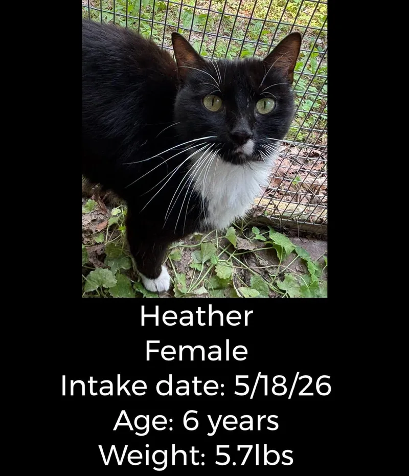 An adult small-sized female Black & White / Tuxedo Domestic Short Hair cat named Heather for adoption in Staffordsville, KY