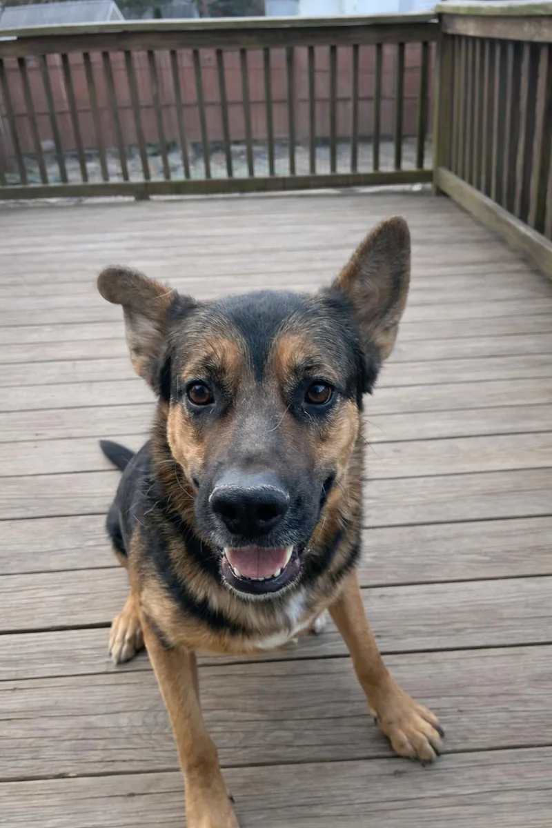 An adult large-sized male Black German Shepherd Dog dog named Benny Blue for adoption in New Rochelle, NY