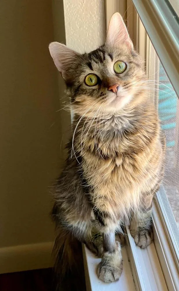 A young medium-sized female Tabby (Brown / Chocolate) Domestic Medium Hair cat named Raya for adoption in tucson, AZ