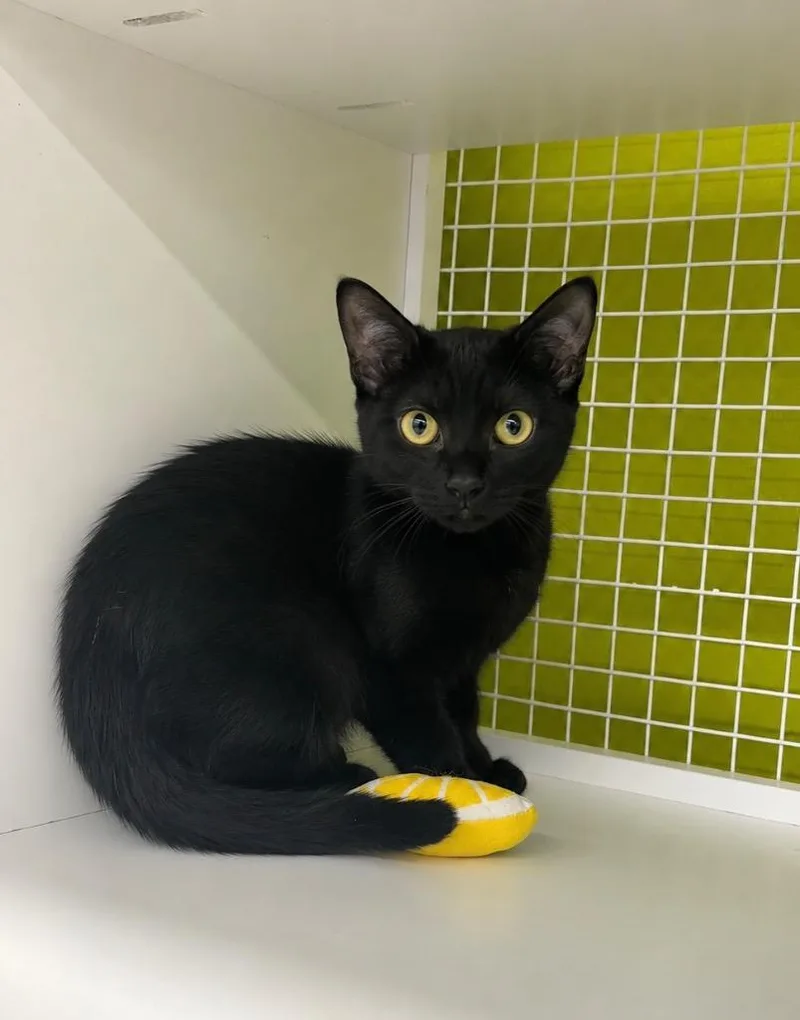 A baby medium-sized female Abyssinian cat named Sarstoon Temash for adoption in Fort Lupton, CO