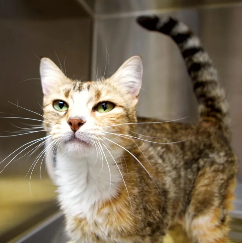 A young medium-sized female Domestic Short Hair cat named Calla for adoption in Shoreline, WA
