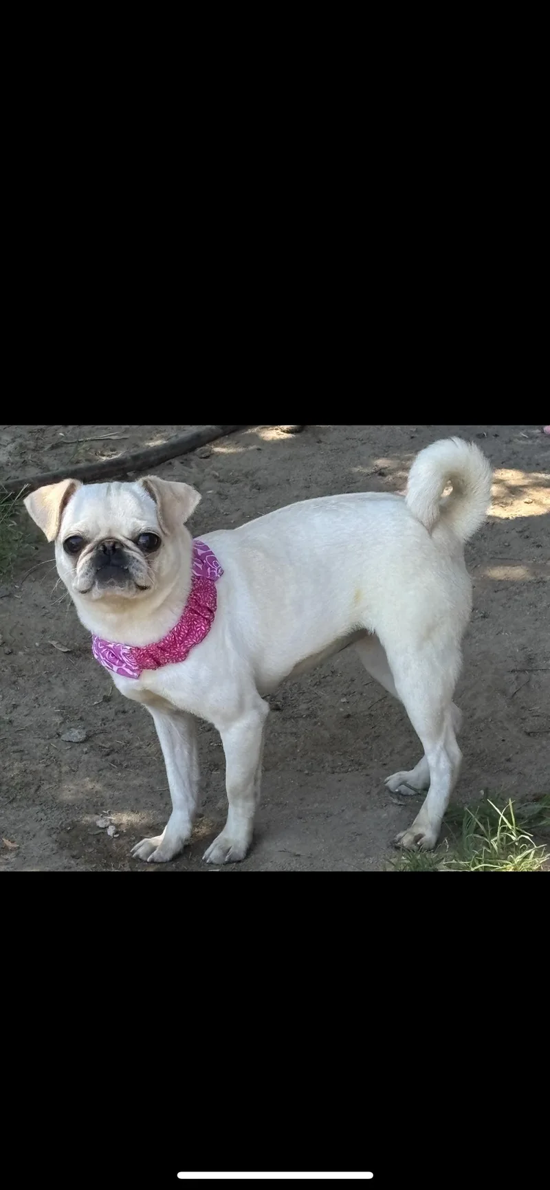 A young small-sized female Apricot / Beige Pug dog named Pibble for adoption in Hamden, CT