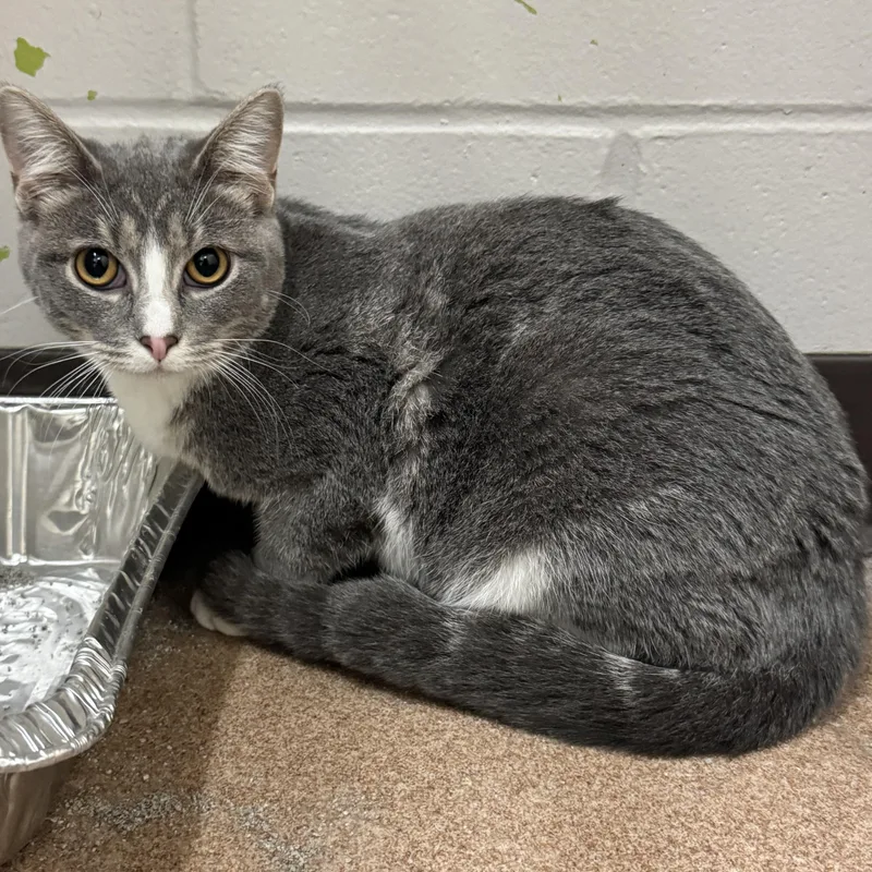 A baby small-sized male Gray & White Tiger cat named Tex for adoption in Waterloo, IA