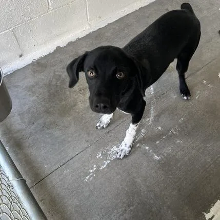 A young medium-sized male Mixed Breed dog named Speckles for adoption in Walden, NY