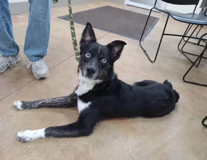 A young medium-sized male Husky dog named Crue for adoption in Austin, MN
