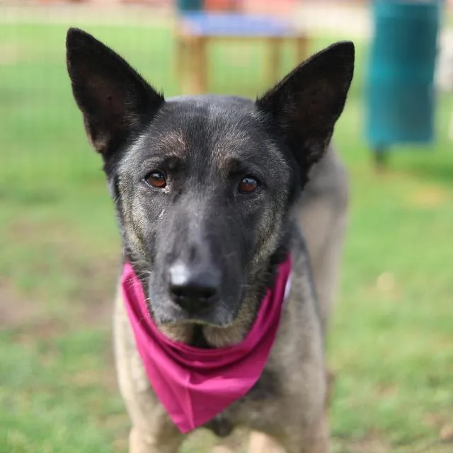 An adult large-sized female German Shepherd Dog dog named Santana for adoption in San Antonio, TX