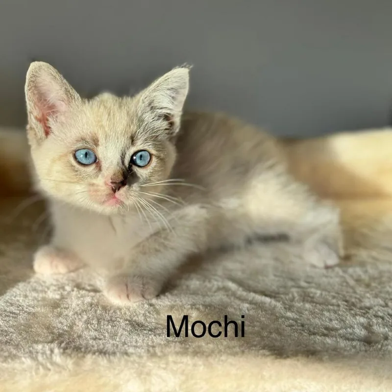 Mochi thumbnail 2