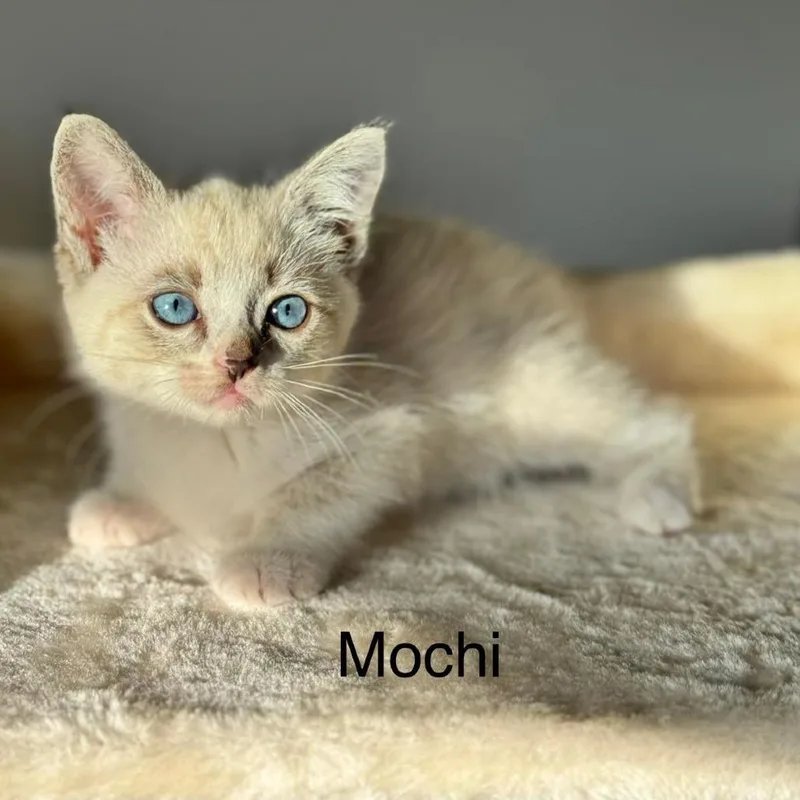 Mochi thumbnail 6
