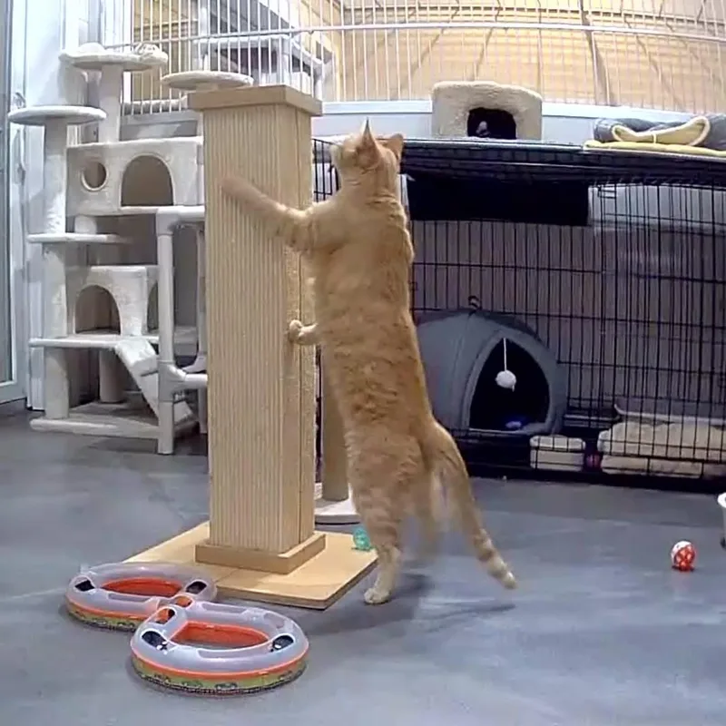 An adult medium-sized male Tabby (Orange / Red) Domestic Short Hair cat named Simon for adoption in West Milford, NJ
