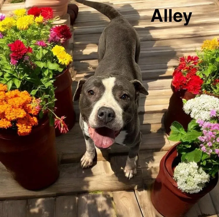 Alley