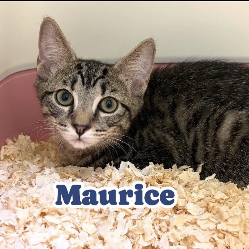 Maurice thumbnail 2