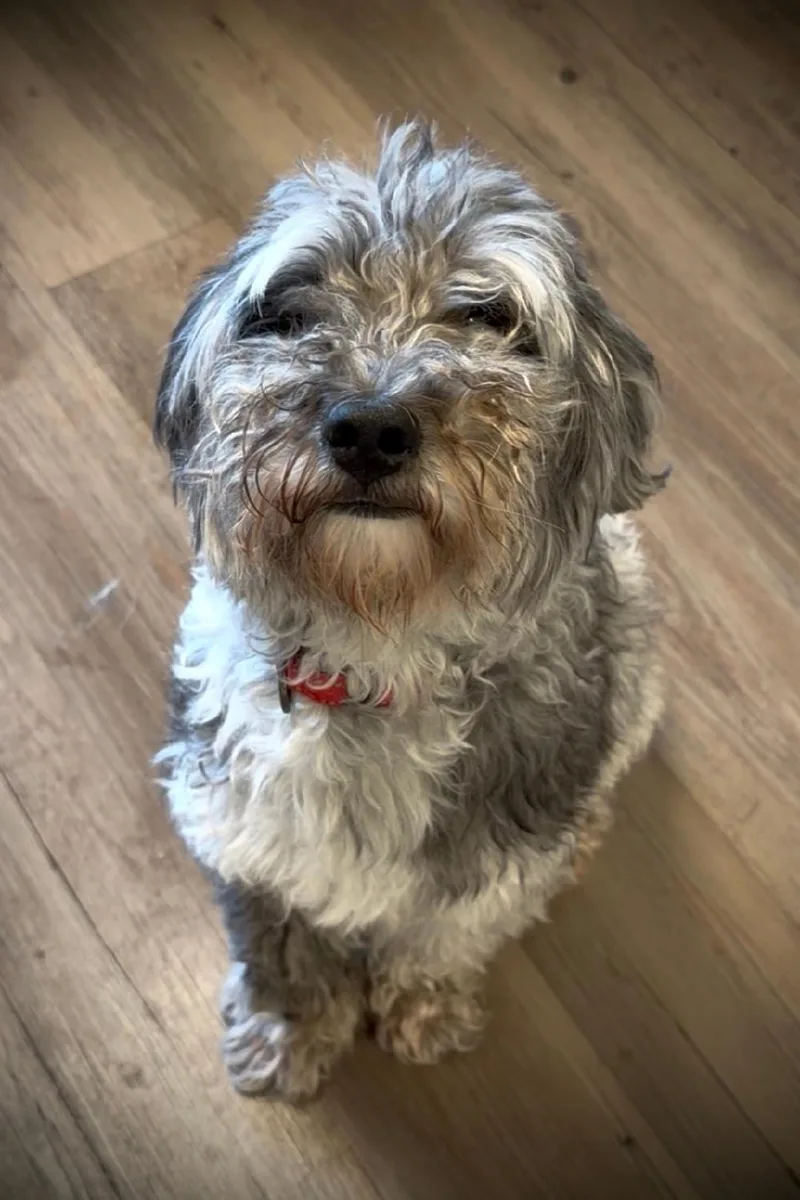 Benji