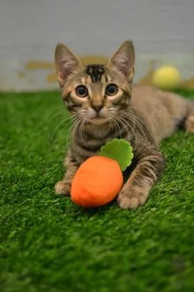 A baby medium-sized female Domestic Short Hair cat named Wanda for adoption in New Orleans, LA