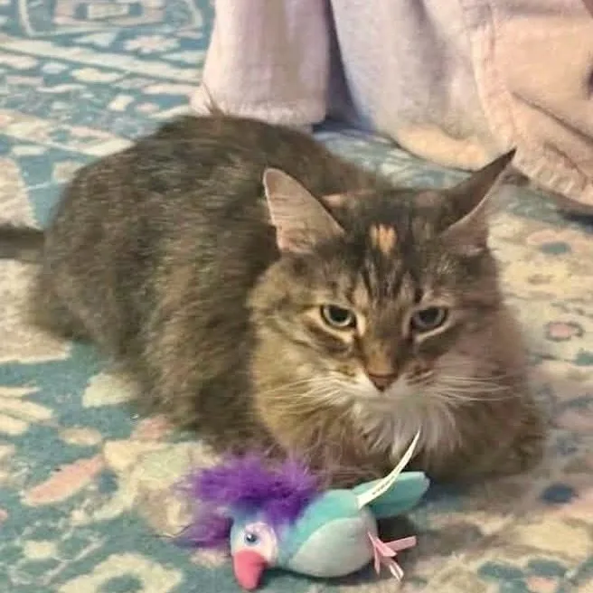 A senior medium-sized female Torbie Torbie cat named Mindi for adoption in Warr Acres, OK