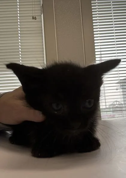 A young small-sized female Domestic Short Hair cat named Hamburger for adoption in Lafayette, IN