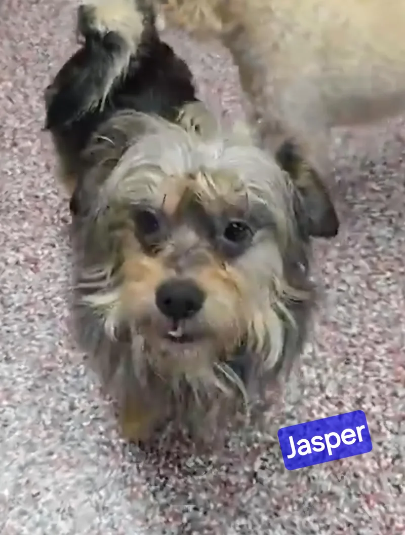 Jasper thumbnail 2