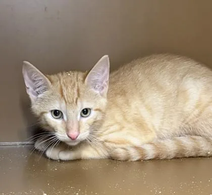 A baby small-sized male Domestic Short Hair cat named Lorna Doone for adoption in Hamilton, NJ