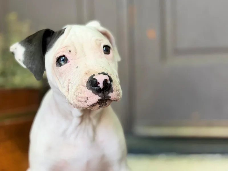 A baby medium-sized female Pit Bull Terrier dog named Darla for adoption in Roseville, CA