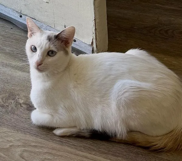An adult medium-sized female White Domestic Short Hair cat named Hopper for adoption in San Juan Capistrano, CA
