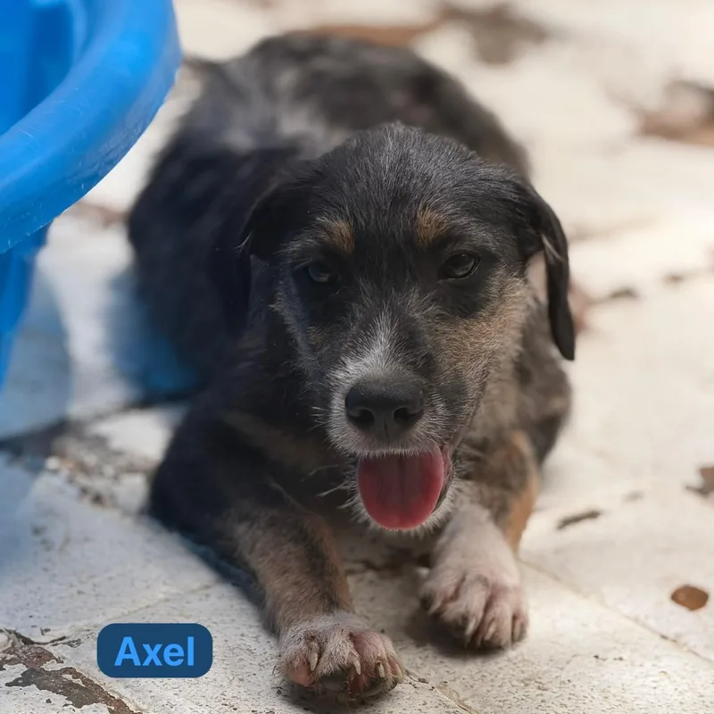 Axel