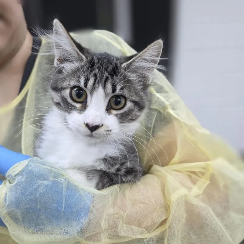 A baby small-sized female Domestic Medium Hair cat named Airfrance for adoption in Incline Village, NV