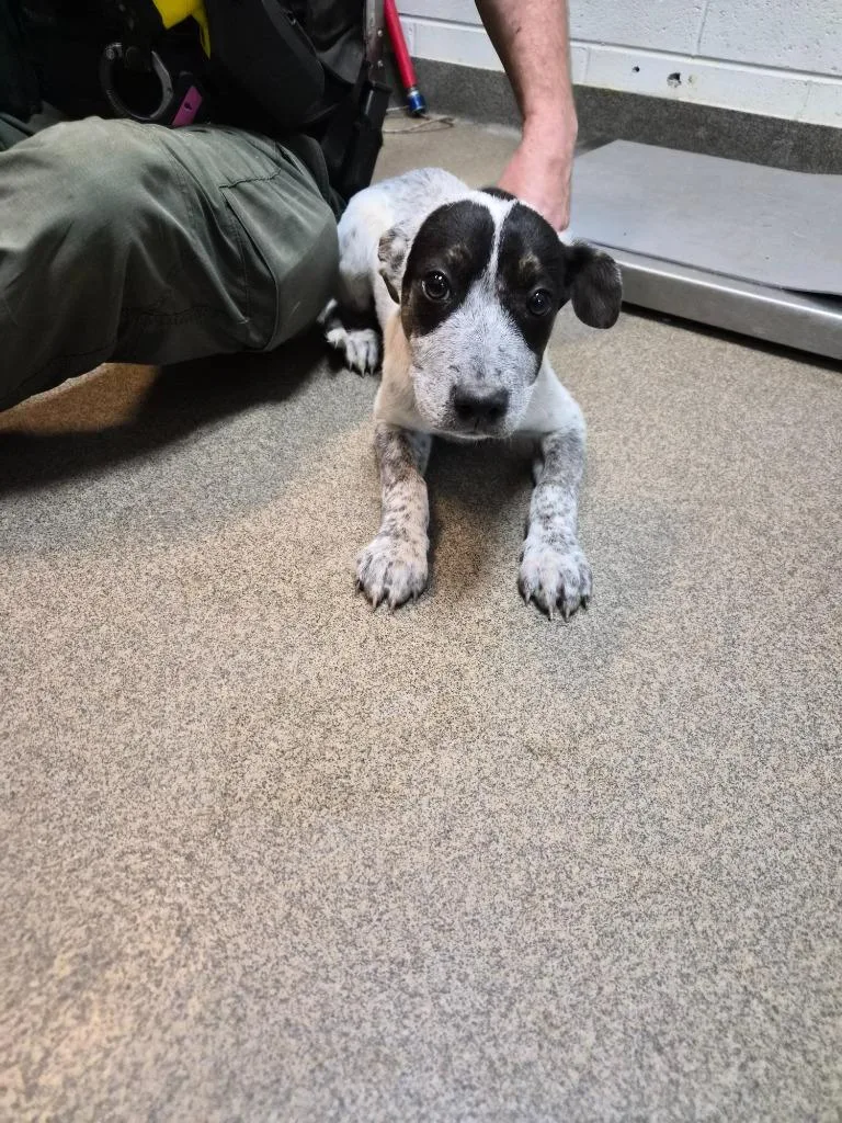 A young small-sized female Mixed Breed dog named Muffin for adoption in Rome, GA