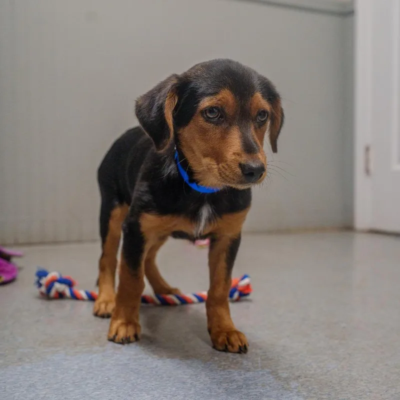 A baby small-sized male Black Australian Shepherd dog named Walker for adoption in Pawling, NY