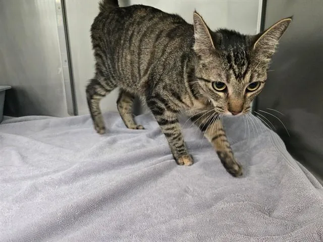 A young medium-sized female Domestic Short Hair cat named Chickee for adoption in Santa Monica, CA