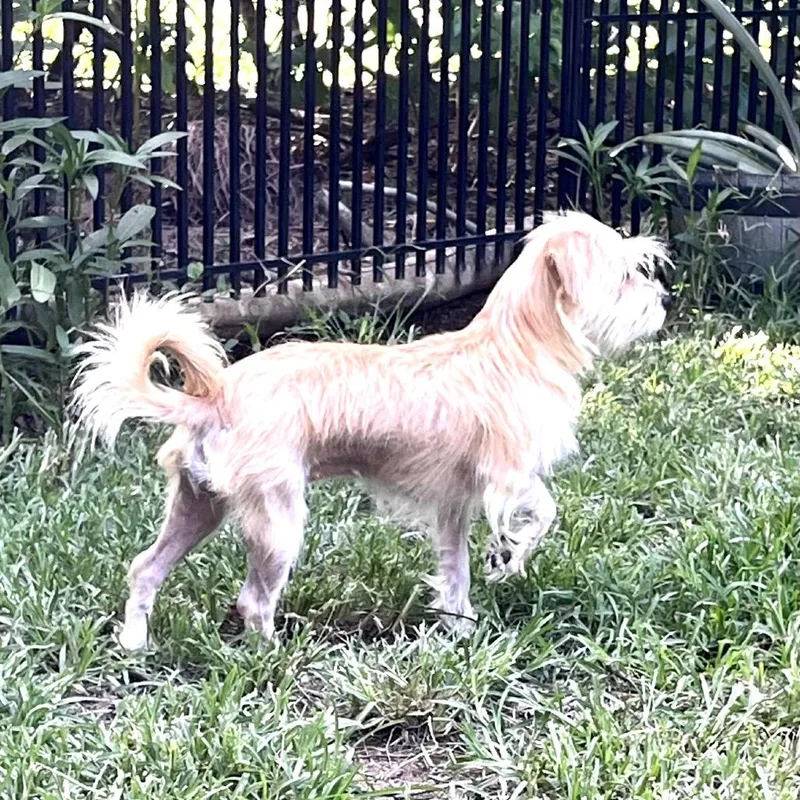 A baby small-sized female Apricot / Beige Chihuahua dog named Ellie for adoption in Conroe, TX