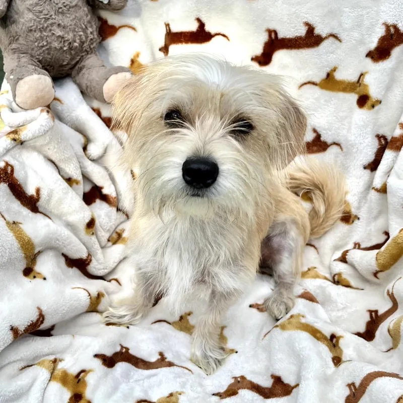 Ellie thumbnail 2