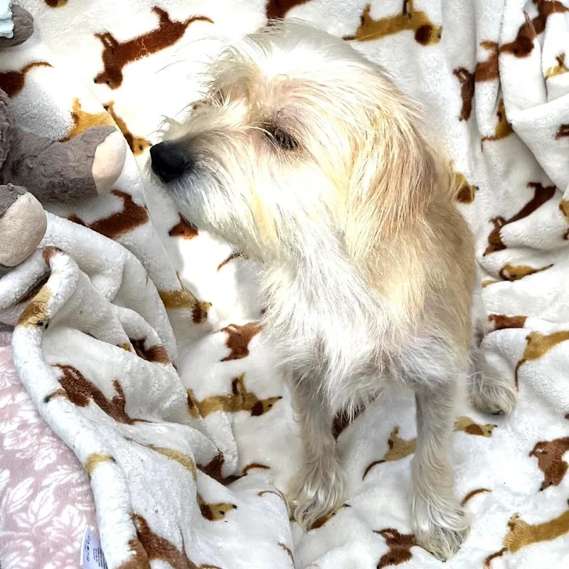 Ellie thumbnail 3