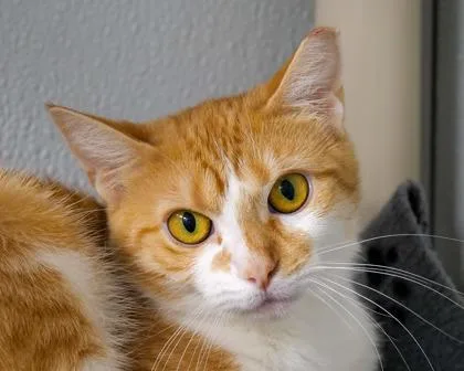 An adult small-sized female Domestic Short Hair cat named Dash for adoption in West Seneca, NY