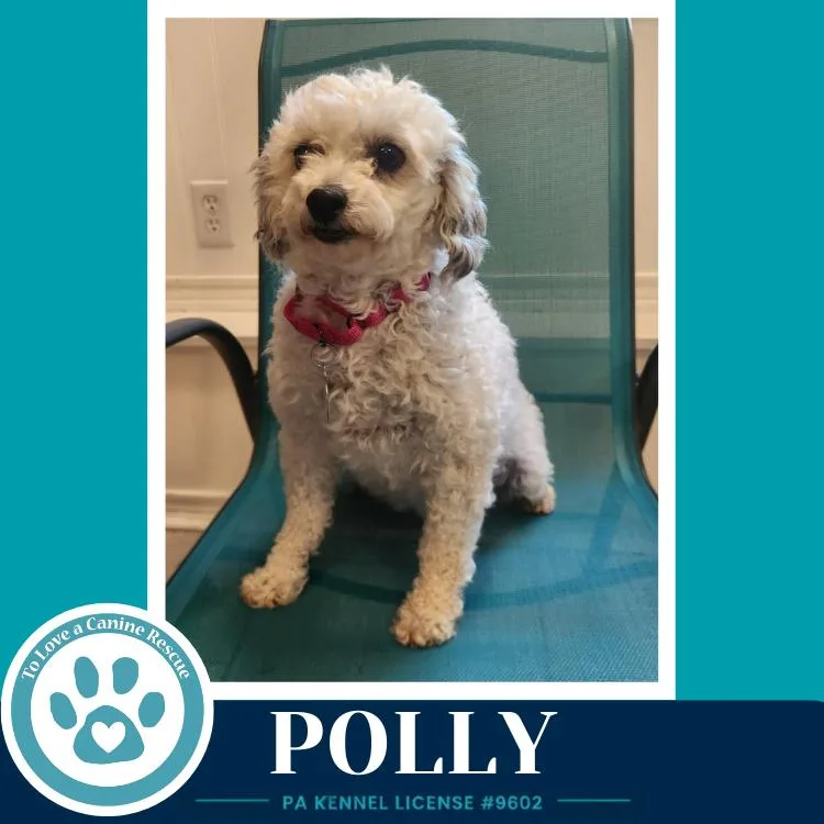 Polly