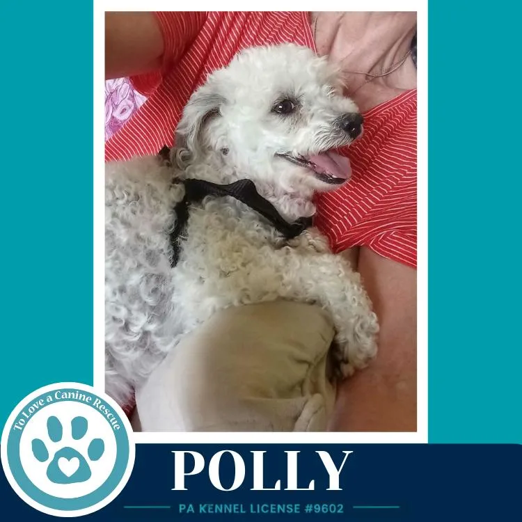 Polly thumbnail 2