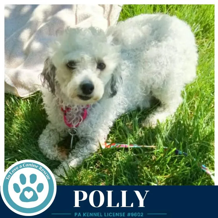 Polly thumbnail 3