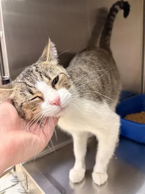 A young medium-sized female Domestic Short Hair cat named Misty for adoption in Killeen, TX