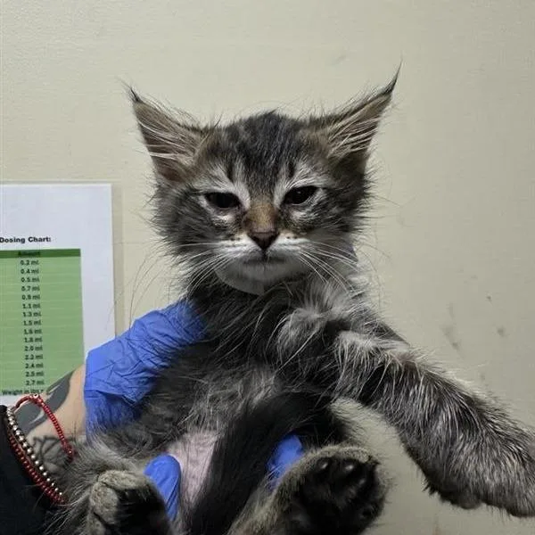 A baby small-sized female Brown / Chocolate Domestic Short Hair cat named Meeko for adoption in Pasadena, CA