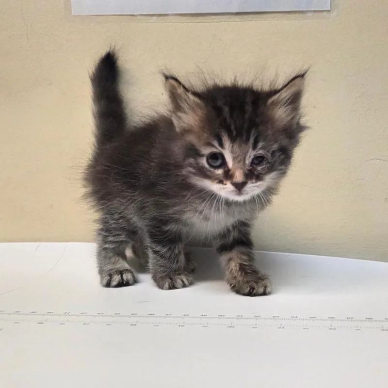 Meeko thumbnail 2