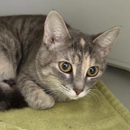 An adult medium-sized female Domestic Short Hair cat named Haven for adoption in Lansing, MI