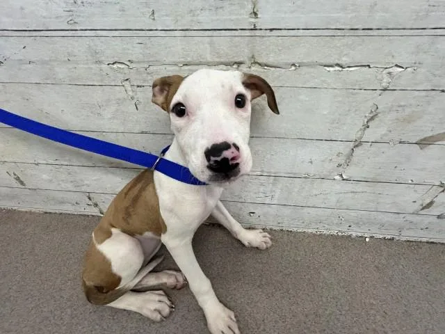 A baby small-sized female Pit Bull Terrier dog named Coco for adoption in San Bernardino, CA