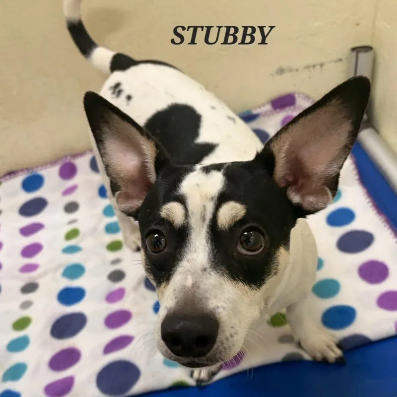 Stubby