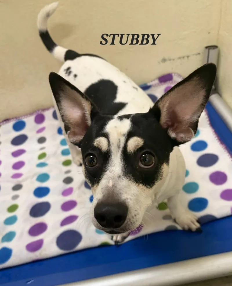 Stubby thumbnail 2