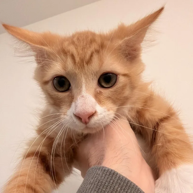A baby small-sized male Orange / Red Domestic Medium Hair cat named Jasper for adoption in Inman, SC