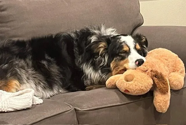 An adult medium-sized female Tricolor (Brown, Black, & White) Australian Shepherd dog named Charly for adoption in Bend, OR