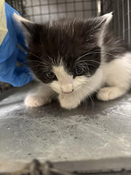 A baby small-sized male Domestic Short Hair cat named Nino for adoption in Las Vegas, NV