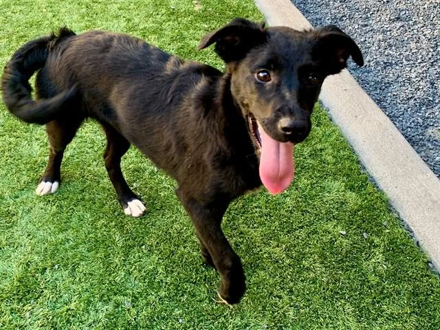 A young large-sized female Black Shepherd dog named Save Me Please! Wendy for adoption in San Marcos, CA